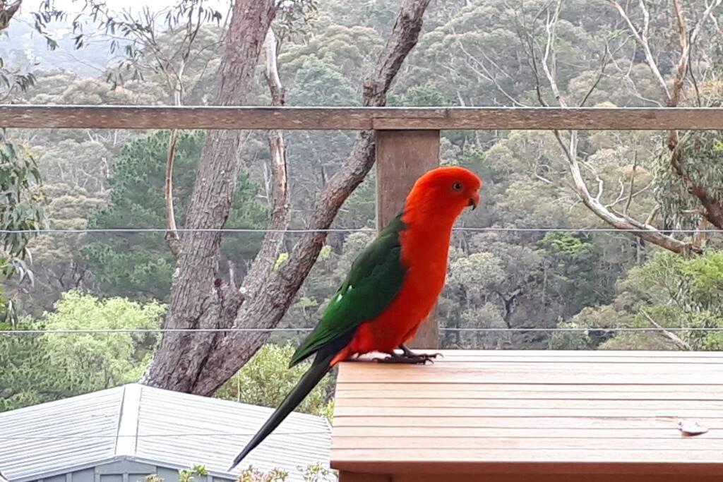 Katoomba Falls Cottage Εξωτερικό φωτογραφία