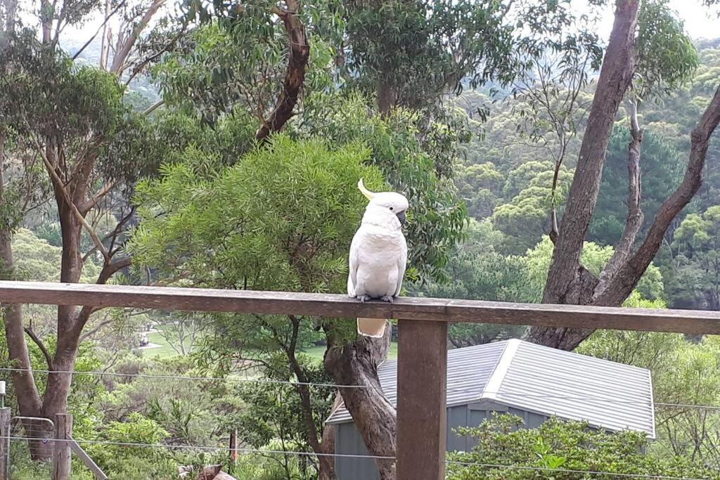 Katoomba Falls Cottage Εξωτερικό φωτογραφία